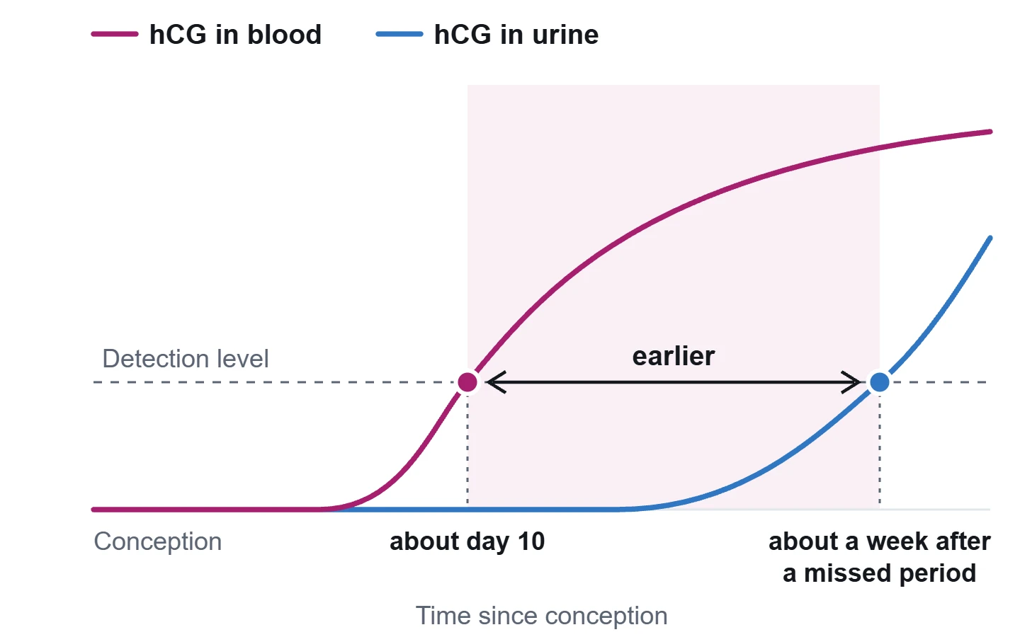 Ilustracija: hCG doseže raven zaznave v krvi približno od 10. dne po oploditvi, v urinu pa približno en teden po izostanku menstruacije